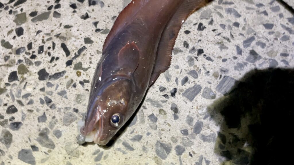 冬の釣りには イカそうめん が有効 釣りいちの集まれフィッシュ